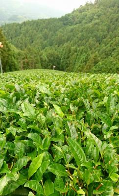 和束でお茶茶茶ライド｜旅ライド倶楽部・関西
