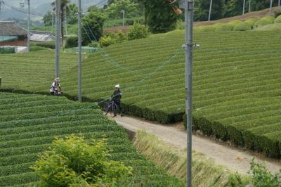 和束でお茶茶茶ライド｜旅ライド倶楽部・関西