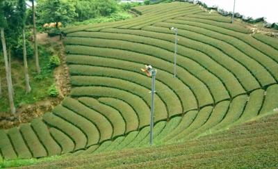 和束でお茶茶茶ライド｜旅ライド倶楽部・関西