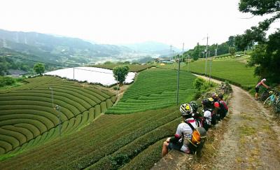 和束でお茶茶茶ライド｜旅ライド倶楽部・関西