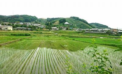和束でお茶茶茶ライド｜旅ライド倶楽部・関西