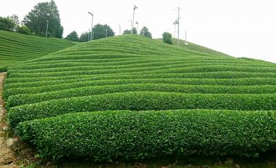 和束でお茶茶茶ライド｜旅ライド倶楽部・関西