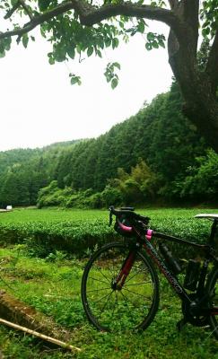 和束でお茶茶茶ライド｜旅ライド倶楽部・関西