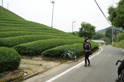 和束でお茶茶茶ライド｜旅ライド倶楽部・関西