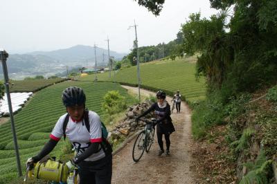 和束でお茶茶茶ライド｜旅ライド倶楽部・関西