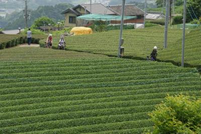 和束でお茶茶茶ライド｜旅ライド倶楽部・関西