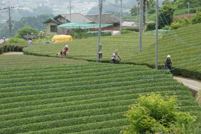 和束でお茶茶茶ライド｜旅ライド倶楽部・関西