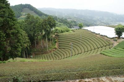 和束でお茶茶茶ライド｜旅ライド倶楽部・関西