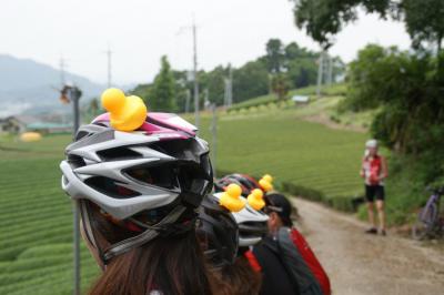 和束でお茶茶茶ライド｜旅ライド倶楽部・関西