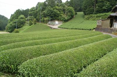 和束でお茶茶茶ライド｜旅ライド倶楽部・関西