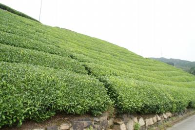 和束でお茶茶茶ライド｜旅ライド倶楽部・関西