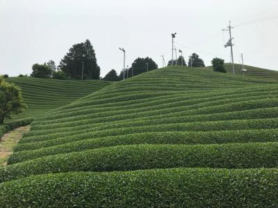 和束でお茶茶茶ライド｜旅ライド倶楽部・関西