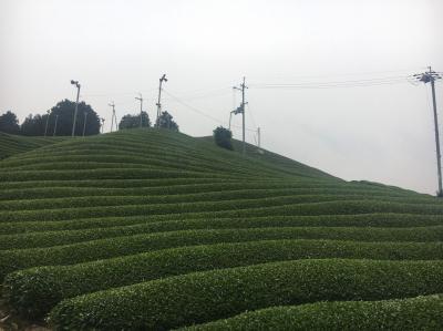 和束でお茶茶茶ライド｜旅ライド倶楽部・関西