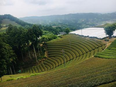 和束でお茶茶茶ライド｜旅ライド倶楽部・関西