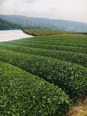 和束でお茶茶茶ライド｜旅ライド倶楽部・関西