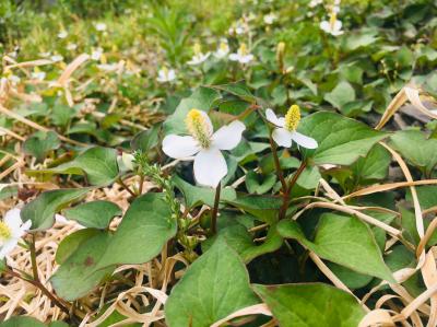 和束でお茶茶茶ライド｜旅ライド倶楽部・関西