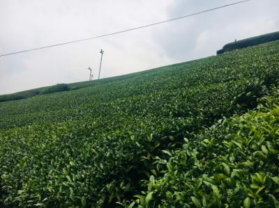 和束でお茶茶茶ライド｜旅ライド倶楽部・関西