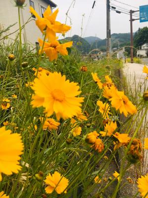 和束でお茶茶茶ライド｜旅ライド倶楽部・関西