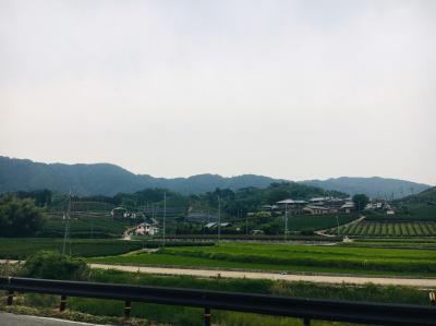 和束でお茶茶茶ライド｜旅ライド倶楽部・関西
