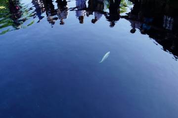 新緑の絶景 富士五湖ライド｜旅ライド倶楽部・関西