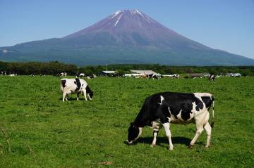 新緑の絶景 富士五湖ライド｜旅ライド倶楽部・関西