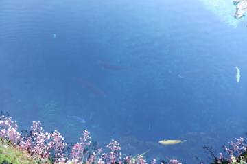 新緑の絶景 富士五湖ライド｜旅ライド倶楽部・関西