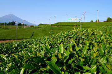 新緑の絶景 富士五湖ライド｜旅ライド倶楽部・関西