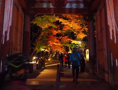2021.11.27(sat)｜京都伏見・山科紅葉ライド／醍醐寺の夜間拝観｜旅ライド倶楽部・関西