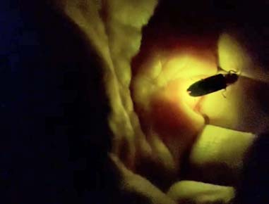 2022.06.12(sun)｜大阪北摂・紫陽花と手乗りホタル｜旅ライド倶楽部・関西