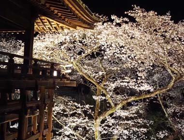 2024.04.06(sat)｜三井寺・桜の夜間拝観ライド｜旅ライド倶楽部・関西