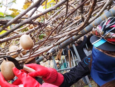 2024.12.08(sun)｜キーウィ狩りライド｜旅ライド倶楽部・関西